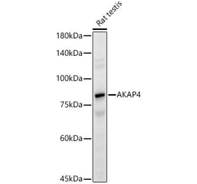 Western Blot - Anti-AKAP4 Antibody (A91303) - Antibodies.com