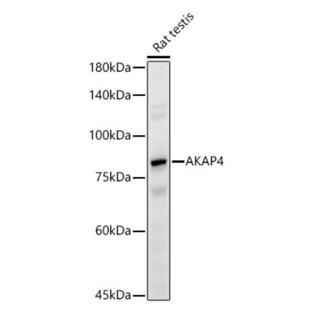 Western Blot - Anti-AKAP4 Antibody (A91303) - Antibodies.com