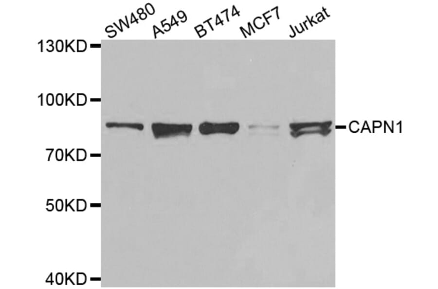 Western Blot - Anti-CAPN1 Antibody (A0921) - Antibodies.com