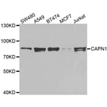 Western Blot - Anti-CAPN1 Antibody (A0921) - Antibodies.com