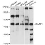 Western Blot - Anti-LONRF1 Antibody (A14433) - Antibodies.com