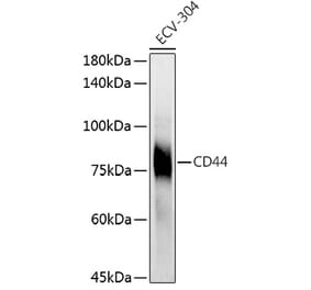 Western Blot - Anti-CD44 Antibody (A91308) - Antibodies.com