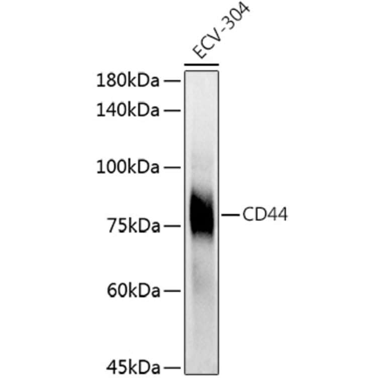 Western Blot - Anti-CD44 Antibody (A91308) - Antibodies.com