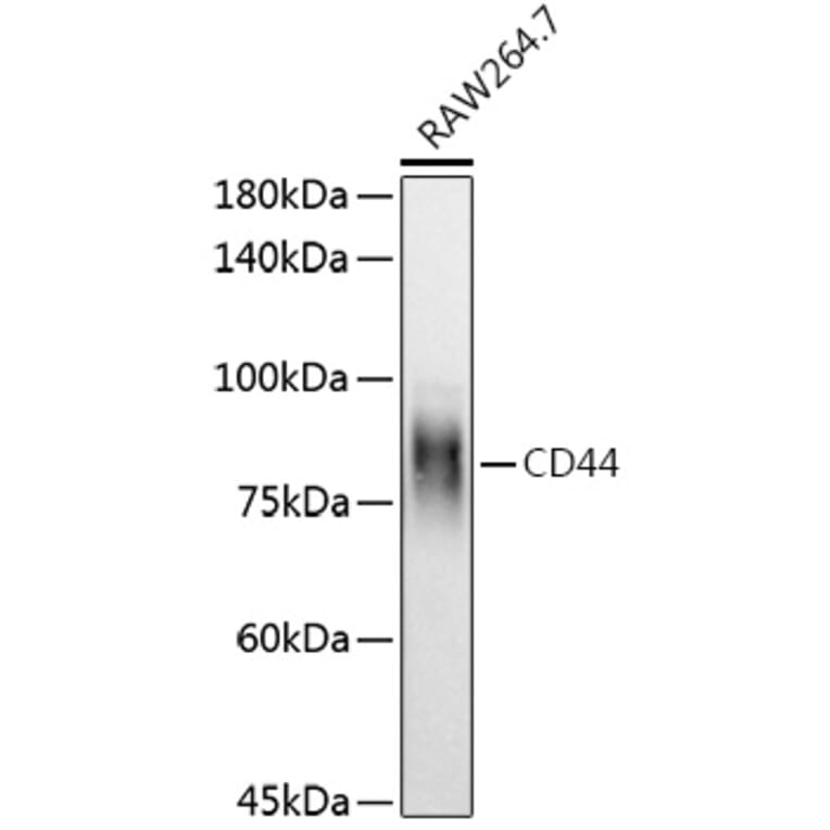 Western Blot - Anti-CD44 Antibody (A91308) - Antibodies.com