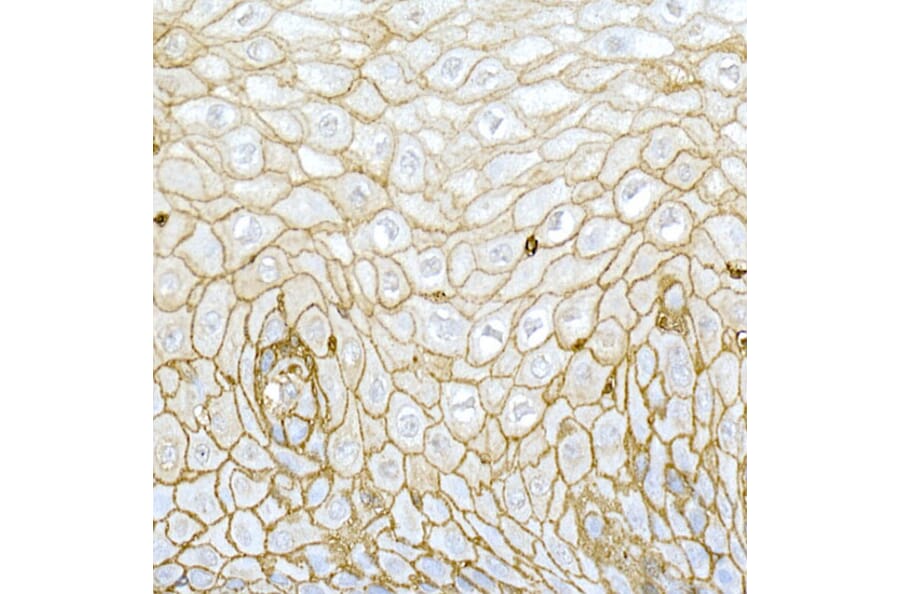 Immunohistochemistry - Anti-CD44 Antibody (A91308) - Antibodies.com