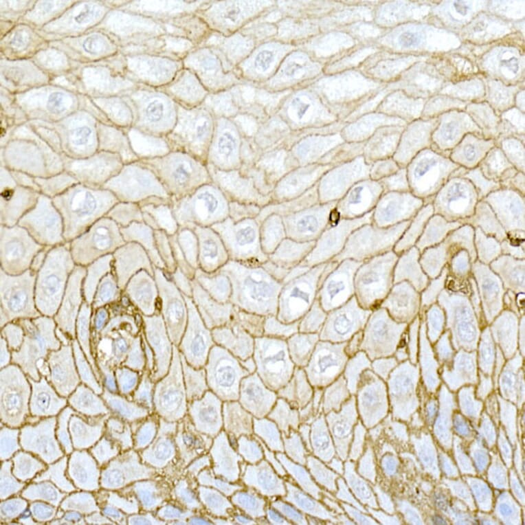 Immunohistochemistry - Anti-CD44 Antibody (A91308) - Antibodies.com