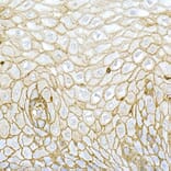 Immunohistochemistry - Anti-CD44 Antibody (A91308) - Antibodies.com