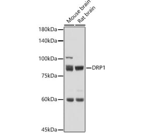 Western Blot - Anti-DRP1 Antibody (A91309) - Antibodies.com