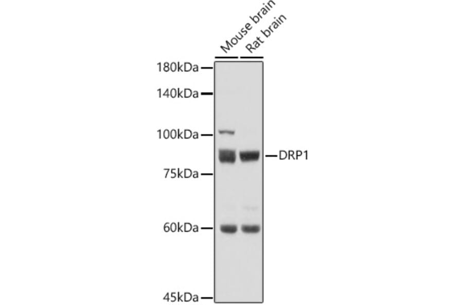 Western Blot - Anti-DRP1 Antibody (A91309) - Antibodies.com