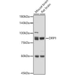 Western Blot - Anti-DRP1 Antibody (A91309) - Antibodies.com