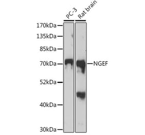 Western Blot - Anti-Ephexin-1 Antibody (A91311) - Antibodies.com