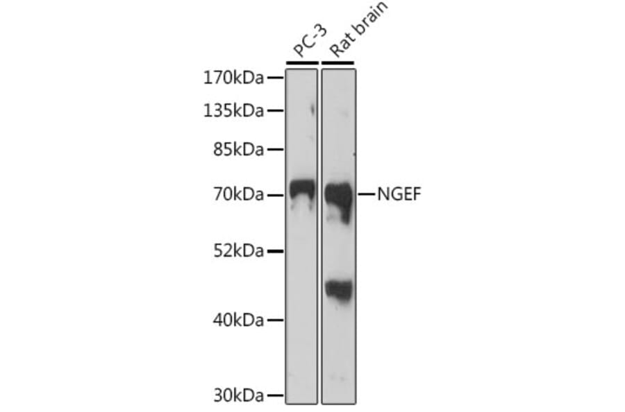 Western Blot - Anti-Ephexin-1 Antibody (A91311) - Antibodies.com
