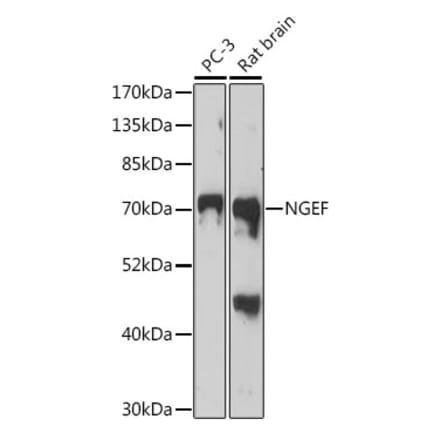 Western Blot - Anti-Ephexin-1 Antibody (A91311) - Antibodies.com