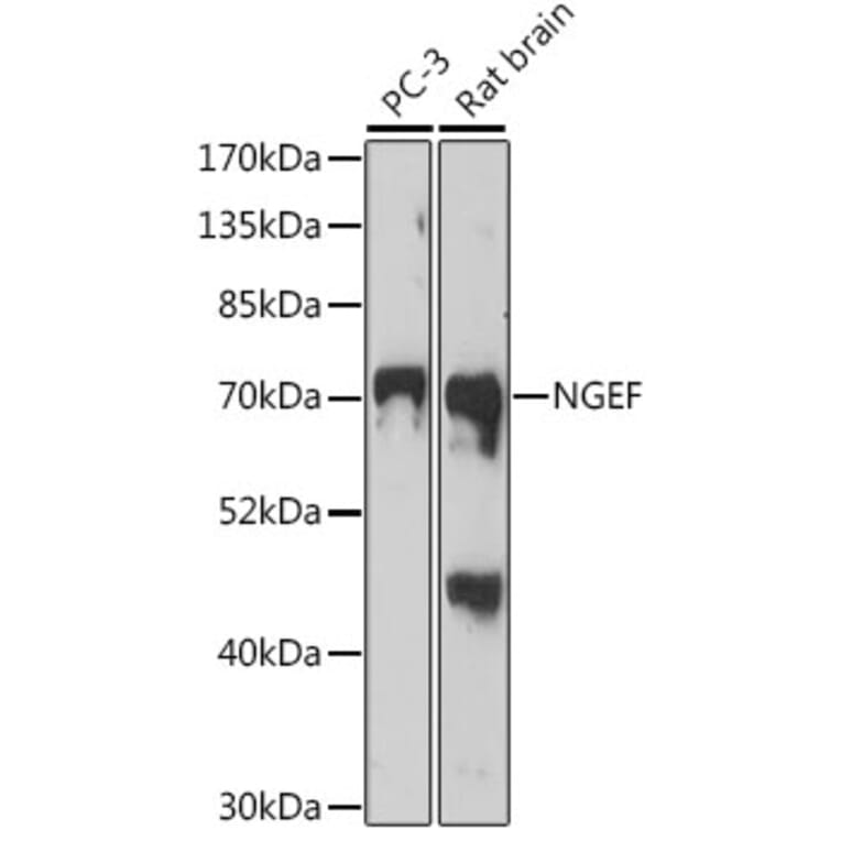 Western Blot - Anti-Ephexin-1 Antibody (A91311) - Antibodies.com