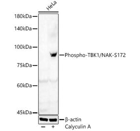 Western Blot - Anti-NAK/TBK1 (phospho Ser172) Antibody (A91313) - Antibodies.com
