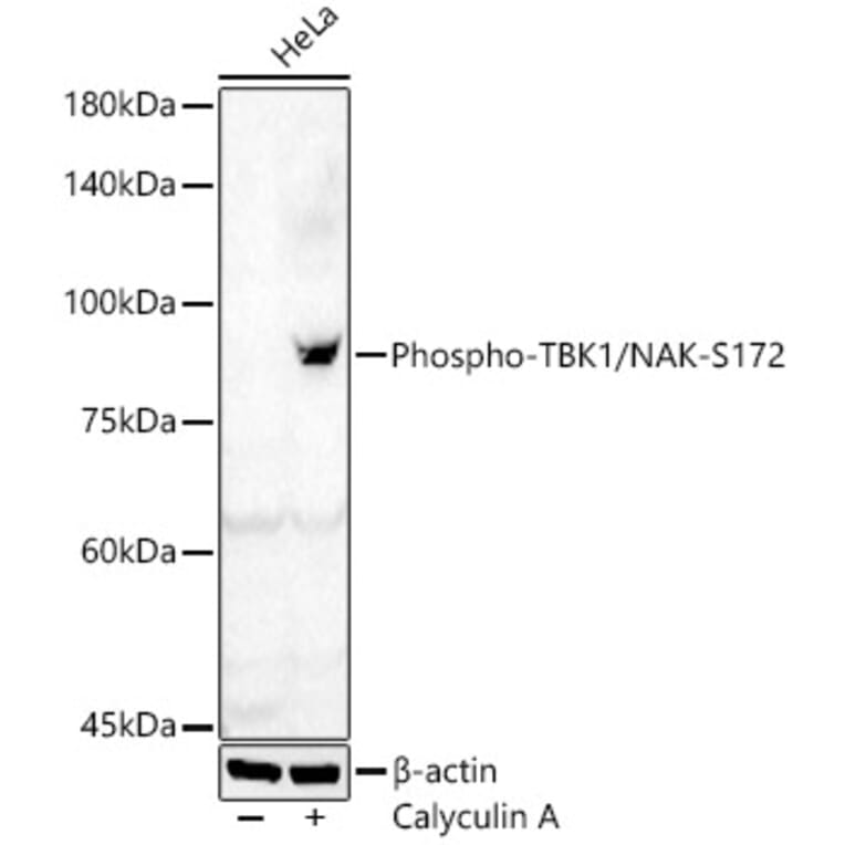 Western Blot - Anti-NAK/TBK1 (phospho Ser172) Antibody (A91313) - Antibodies.com