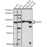 Western Blot - Anti-LETM1 Antibody (A91315) - Antibodies.com