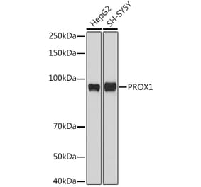 Western Blot - Anti-PROX1 Antibody (A91318) - Antibodies.com