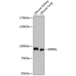 Western Blot - Anti-KIRREL Antibody (A91319) - Antibodies.com