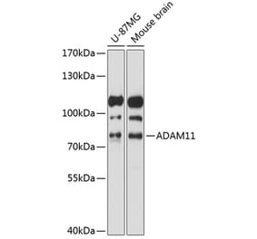 Western Blot - Anti-ADAM11 Antibody (A91320) - Antibodies.com