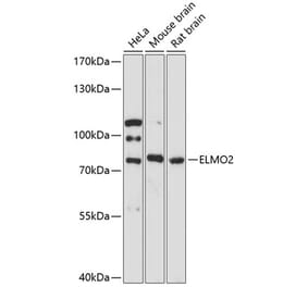 Western Blot - Anti-ELMO2 Antibody (A91322) - Antibodies.com