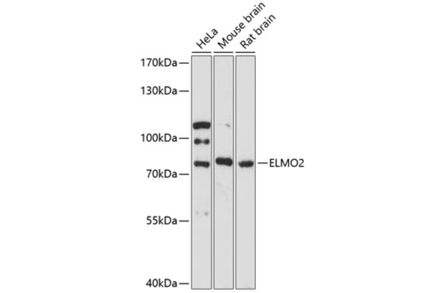 Western Blot - Anti-ELMO2 Antibody (A91322) - Antibodies.com