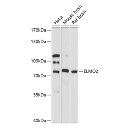 Western Blot - Anti-ELMO2 Antibody (A91322) - Antibodies.com