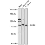 Western Blot - Anti-ELMO2 Antibody (A91322) - Antibodies.com