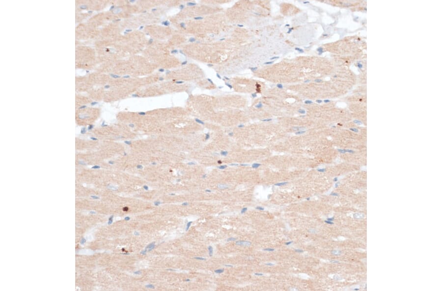Immunohistochemistry - Anti-ABCB7 Antibody (A91323) - Antibodies.com