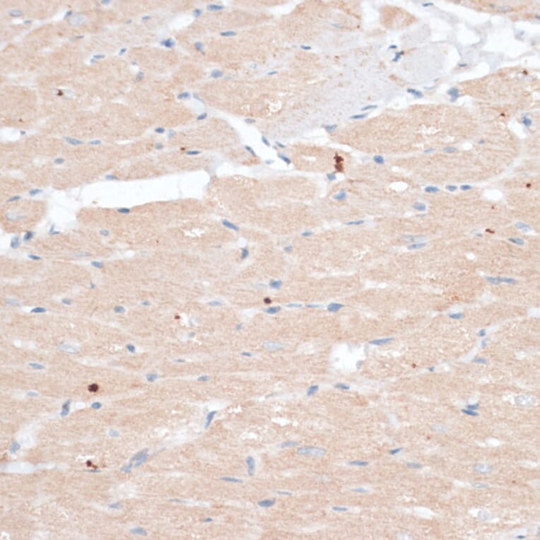 Immunohistochemistry - Anti-ABCB7 Antibody (A91323) - Antibodies.com