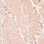 Immunohistochemistry - Anti-ABCB7 Antibody (A91323) - Antibodies.com