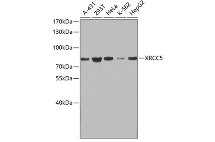 Western Blot - Anti-XRCC5 Antibody (A0884) - Antibodies.com