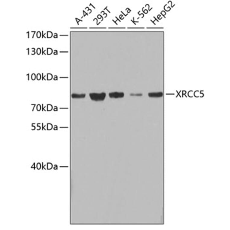 Western Blot - Anti-XRCC5 Antibody (A0884) - Antibodies.com