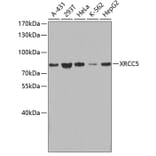 Western Blot - Anti-XRCC5 Antibody (A0884) - Antibodies.com