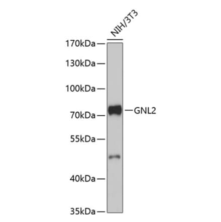 Western Blot - Anti-GNL2 Antibody (A91328) - Antibodies.com