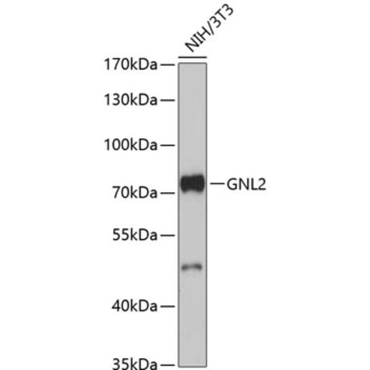 Western Blot - Anti-GNL2 Antibody (A91328) - Antibodies.com