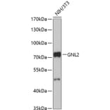 Western Blot - Anti-GNL2 Antibody (A91328) - Antibodies.com