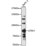 Western Blot - Anti-LOXL4 Antibody (A13131) - Antibodies.com
