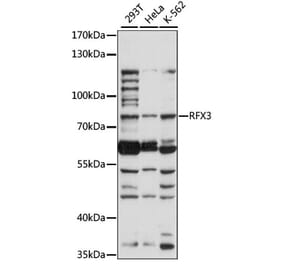 Western Blot - Anti-RFX3 Antibody (A91330) - Antibodies.com
