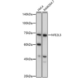 Western Blot - Anti-NRF3 Antibody (A91331) - Antibodies.com