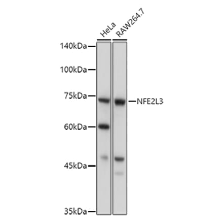 Western Blot - Anti-NRF3 Antibody (A91331) - Antibodies.com