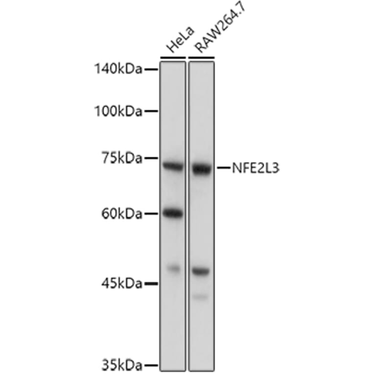 Western Blot - Anti-NRF3 Antibody (A91331) - Antibodies.com