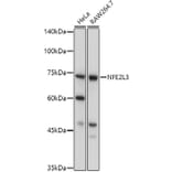 Western Blot - Anti-NRF3 Antibody (A91331) - Antibodies.com