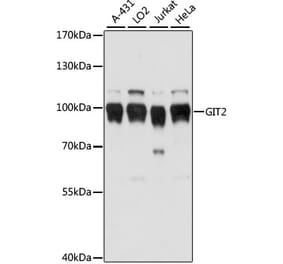 Western Blot - Anti-GIT2 Antibody (A91332) - Antibodies.com