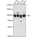 Western Blot - Anti-GIT2 Antibody (A91332) - Antibodies.com