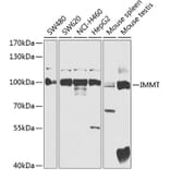 Western Blot - Anti-Mitofilin Antibody (A91333) - Antibodies.com