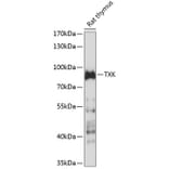 Western Blot - Anti-TXK/RLK Antibody (A91337) - Antibodies.com