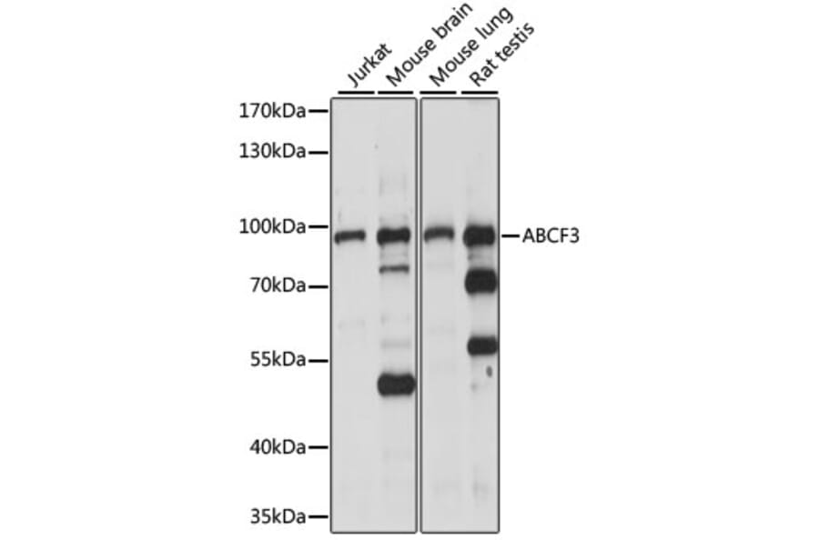 Western Blot - Anti-ABCF3 Antibody (A91338) - Antibodies.com