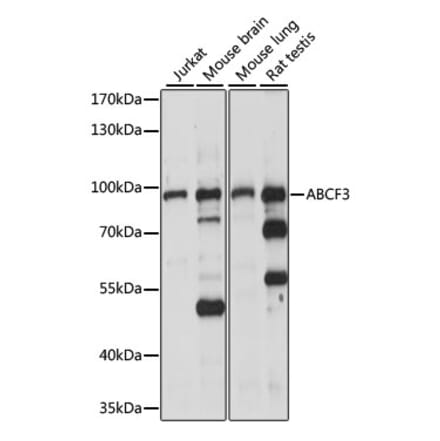 Western Blot - Anti-ABCF3 Antibody (A91338) - Antibodies.com