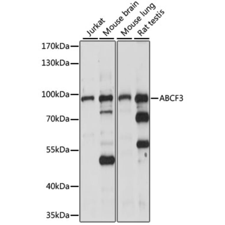 Western Blot - Anti-ABCF3 Antibody (A91338) - Antibodies.com